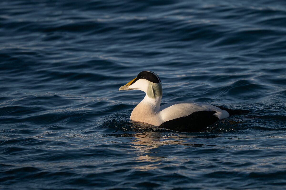DPPhotography - Iceland - Common eider - G.jpg - Common eider , male - Húsavík Harbour