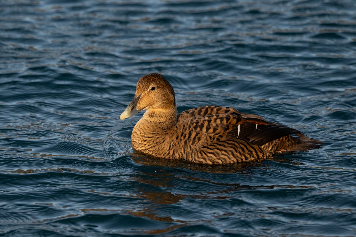 DPPhotography - Iceland - Common eider - K.jpg - Common eider, female - Húsavík Harbour
