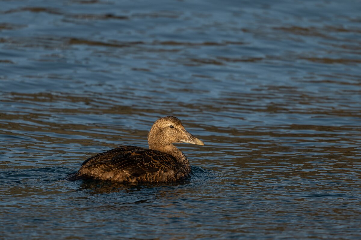 DPPhotography - Iceland - Common eider - M.jpg - Common eider, female - Húsavík Harbour