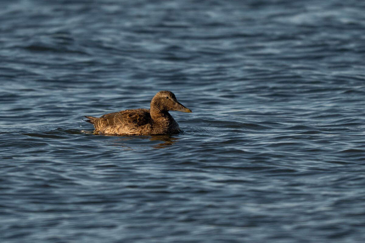 DPPhotography - Iceland - Common eider - Q.jpg - Common eider, female - Húsavík Harbour