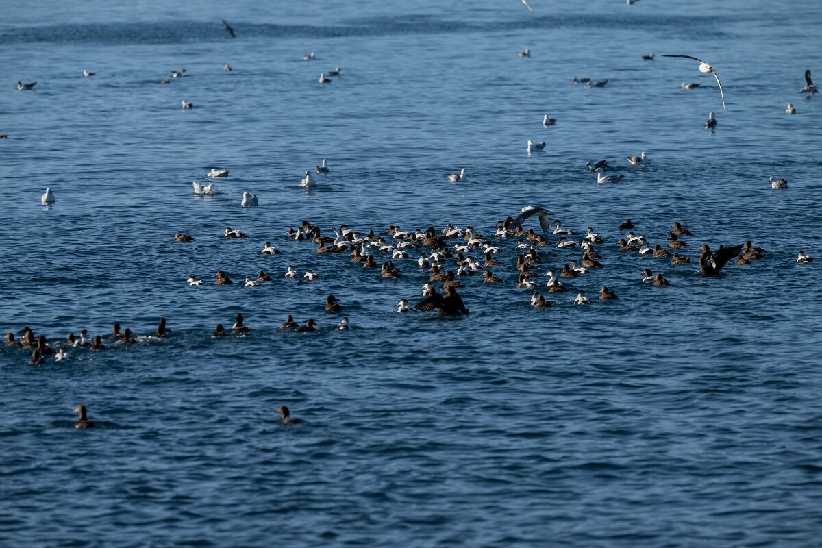 DPPhotography - Iceland - Common eider - X.jpg - Common eider, flock - Húsavík Harbour