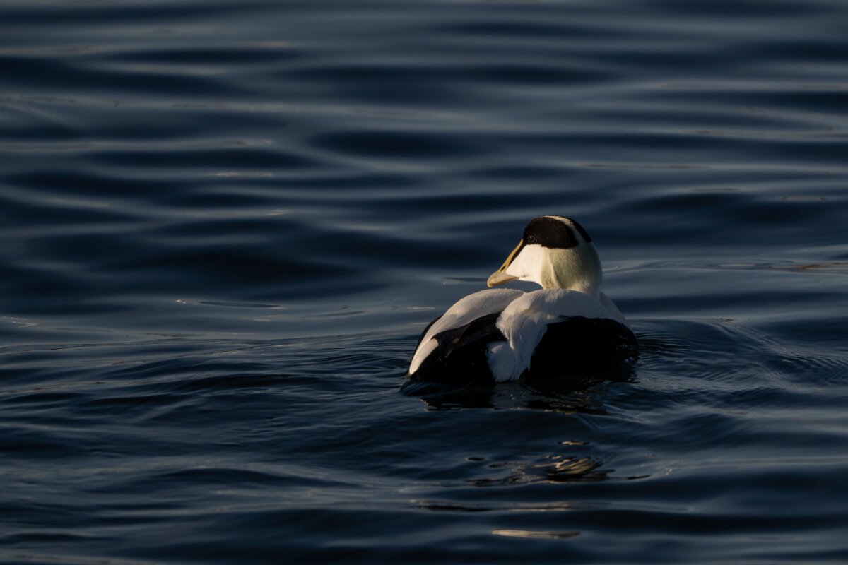 DPPhotography - Iceland - Common eider - Y.jpg - Common eider, male - Húsavík Harbour