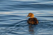 DPPhotography - Iceland - Common eider - A