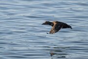 DPPhotography - Iceland - Common eider - AA