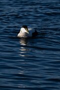 DPPhotography - Iceland - Common eider - AB