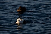 DPPhotography - Iceland - Common eider - AC