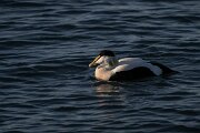 DPPhotography - Iceland - Common eider - AF