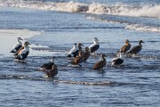 DPPhotography - Iceland - Common eider - AG