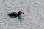 DPPhotography - Iceland - Common eider - AI
