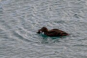 DPPhotography - Iceland - Common eider - AK