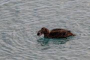 DPPhotography - Iceland - Common eider - AN