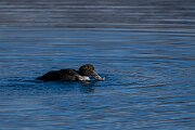 DPPhotography - Iceland - Common eider - C