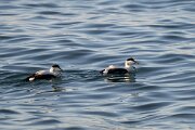 DPPhotography - Iceland - Common eider - E_2