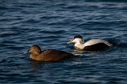 DPPhotography - Iceland - Common eider - H