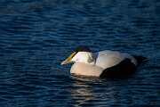 DPPhotography - Iceland - Common eider - J