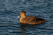 DPPhotography - Iceland - Common eider - K