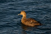 DPPhotography - Iceland - Common eider - L