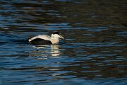 DPPhotography - Iceland - Common eider - N