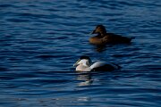 DPPhotography - Iceland - Common eider - S