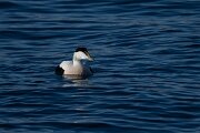 DPPhotography - Iceland - Common eider - T