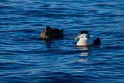 DPPhotography - Iceland - Common eider - V