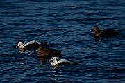 DPPhotography - Iceland - Common eider - W