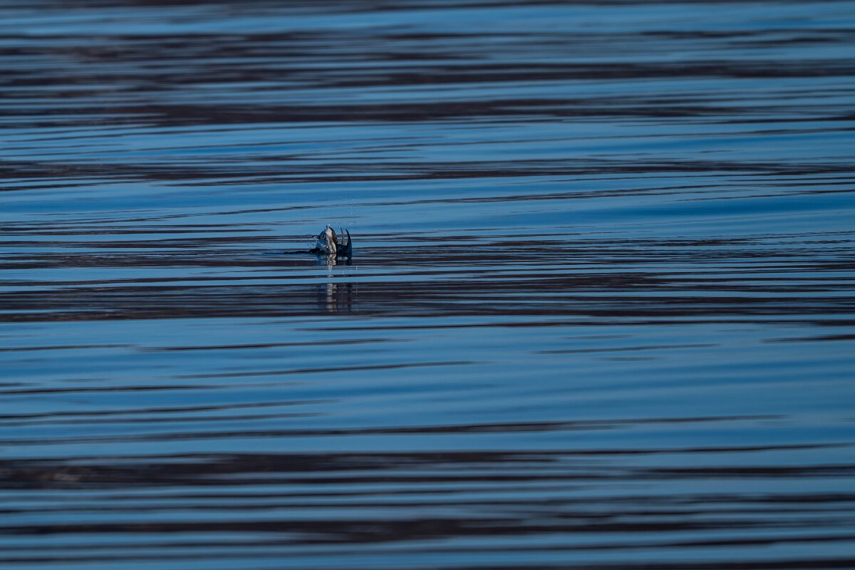 DPPhotography - Iceland - Common guillemot - A.jpg - Common guillemot - Eyjafjörður