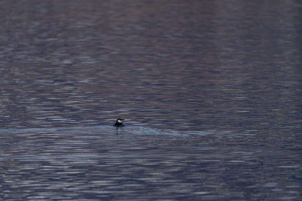 DPPhotography - Iceland - Common guillemot - B.jpg - Common guillemot - Eyjafjörður