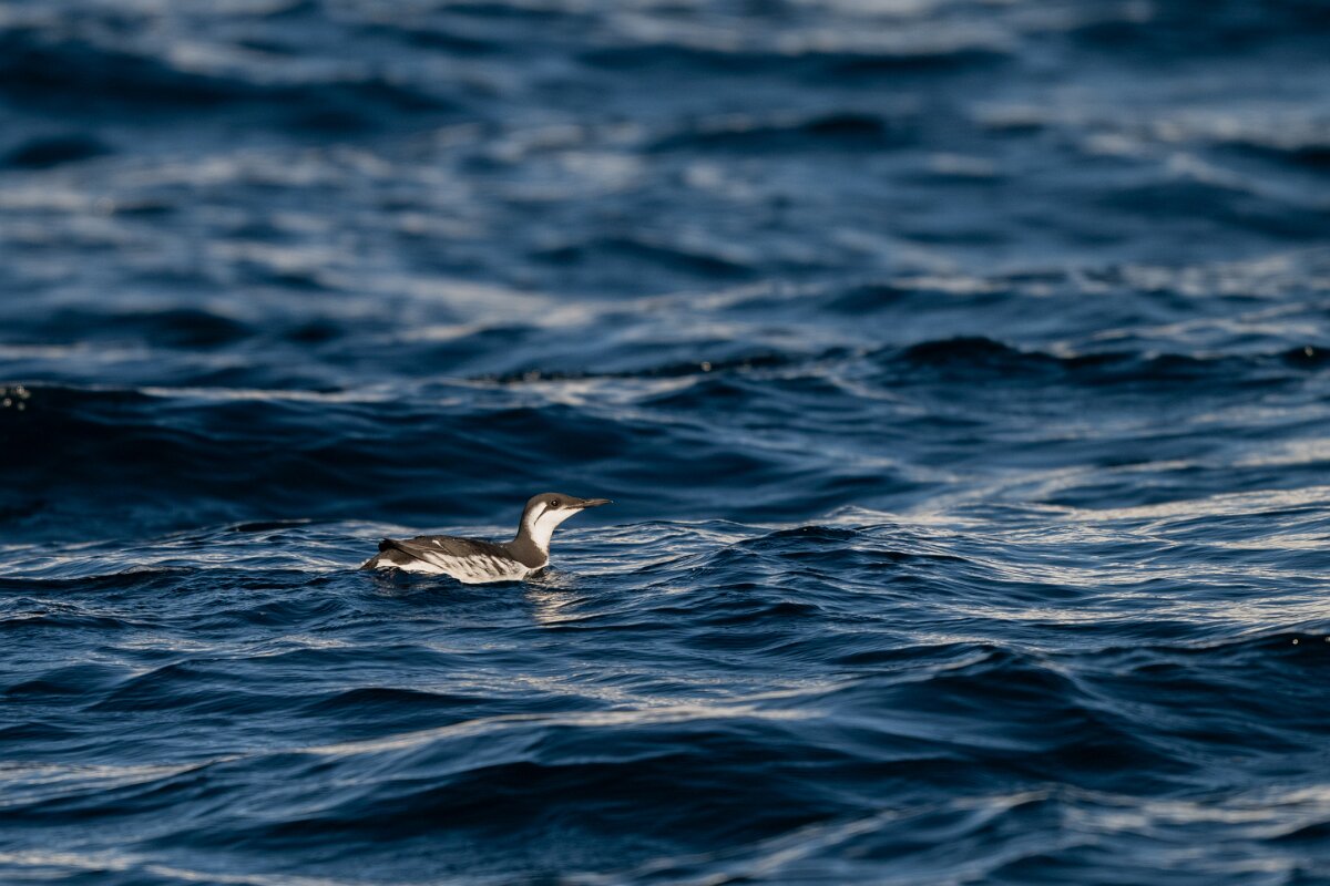 DPPhotography - Iceland - Common guillemot - C.jpg - Common guillemot - Eyjafjörður