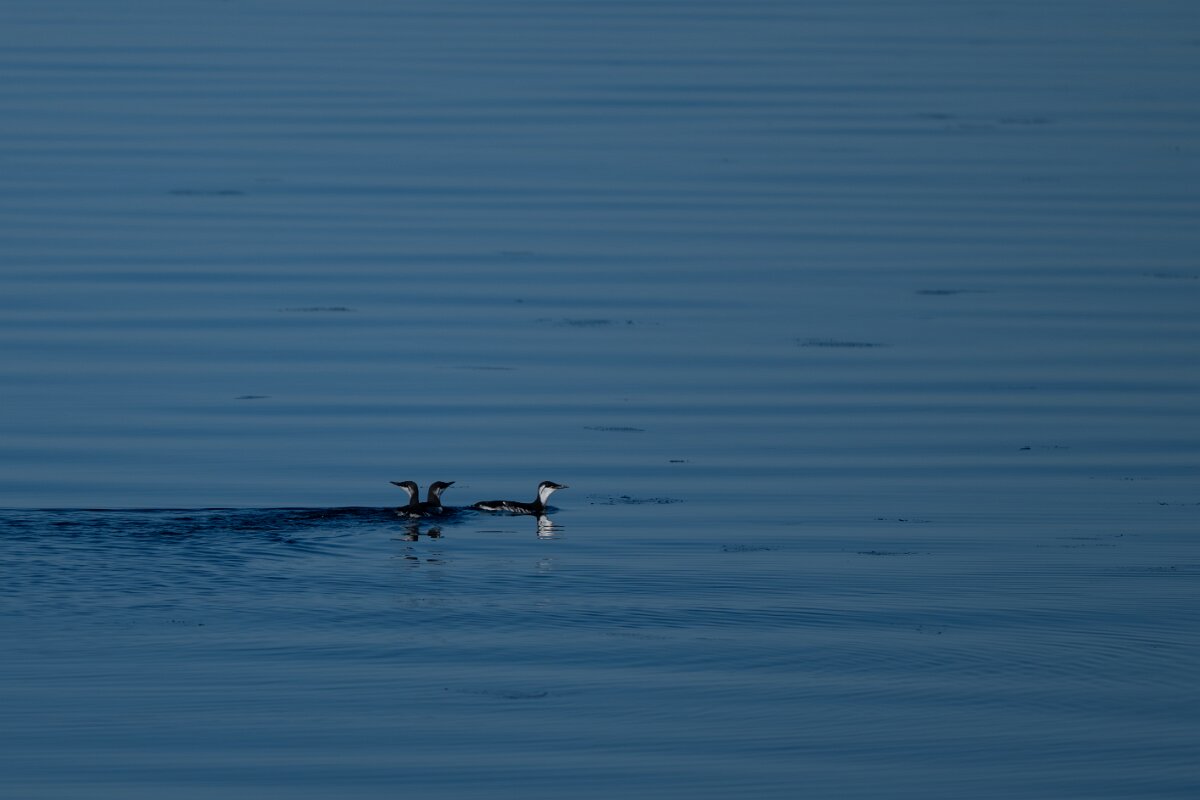 DPPhotography - Iceland - Common guillemot - E.jpg - Common guillemot - Eyjafjörður