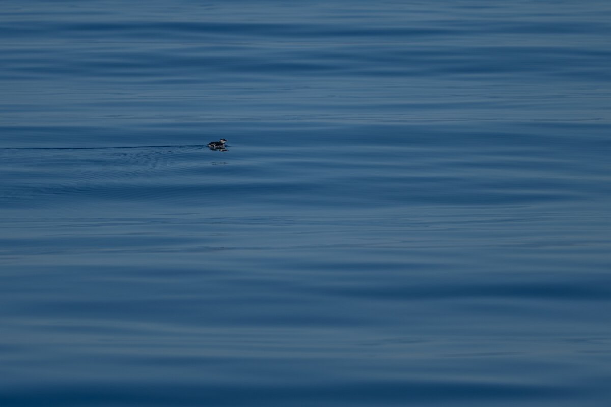 DPPhotography - Iceland - Common guillemot - F.jpg - Common guillemot - Eyjafjörður