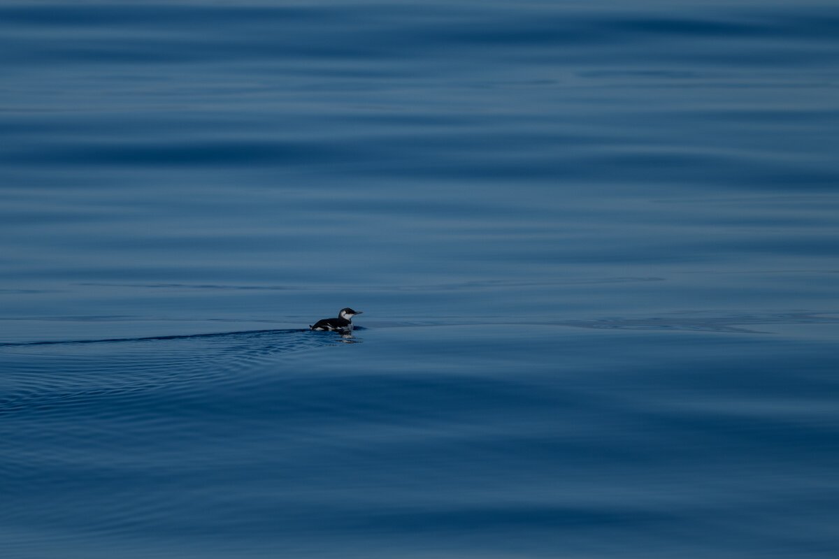 DPPhotography - Iceland - Common guillemot - G.jpg - Common guillemot - Eyjafjörður