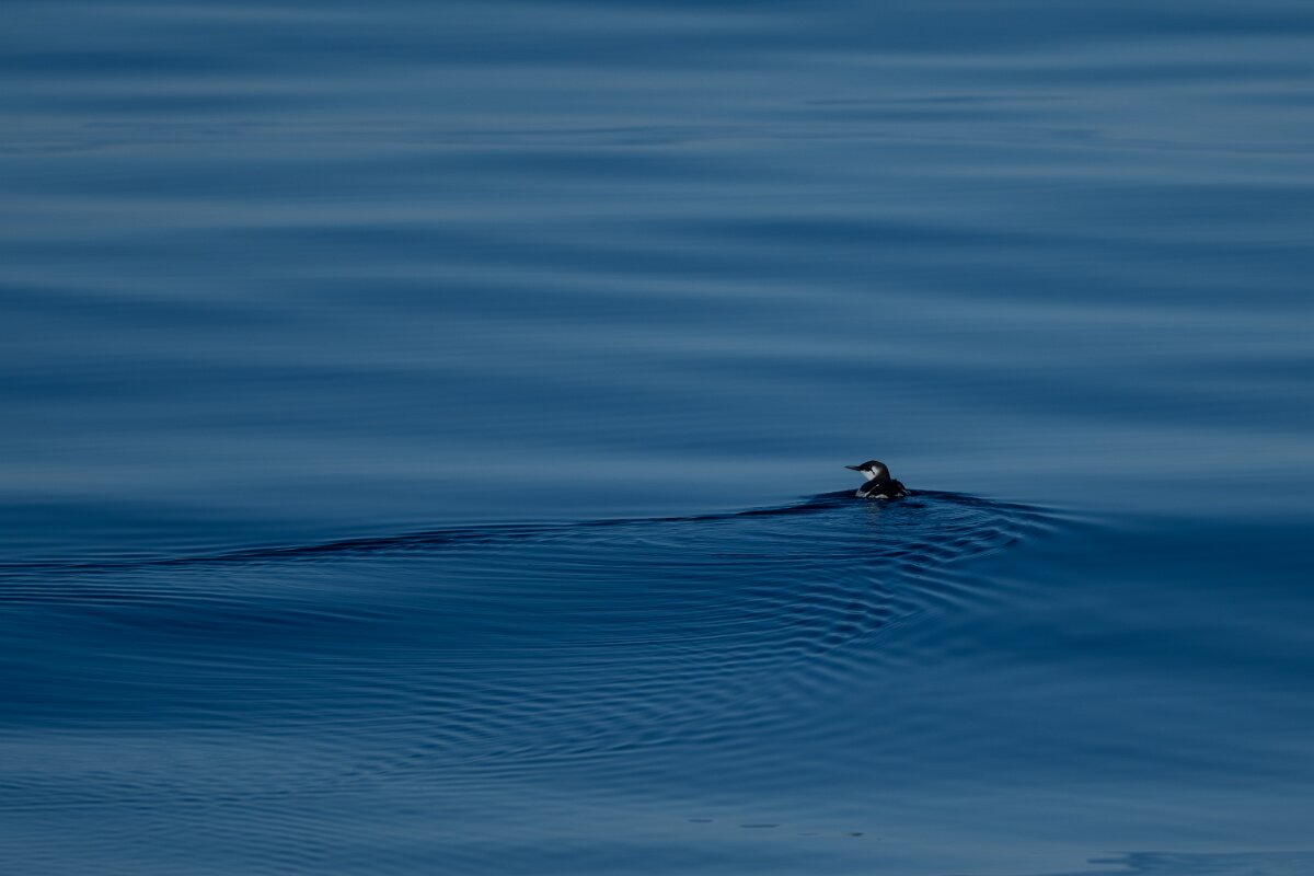 DPPhotography - Iceland - Common guillemot - H.jpg - Common guillemot - Eyjafjörður