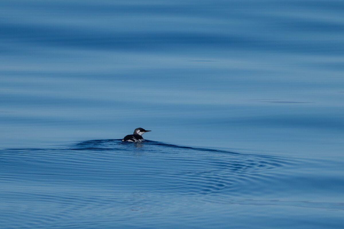 DPPhotography - Iceland - Common guillemot - I.jpg - Common guillemot - Eyjafjörður