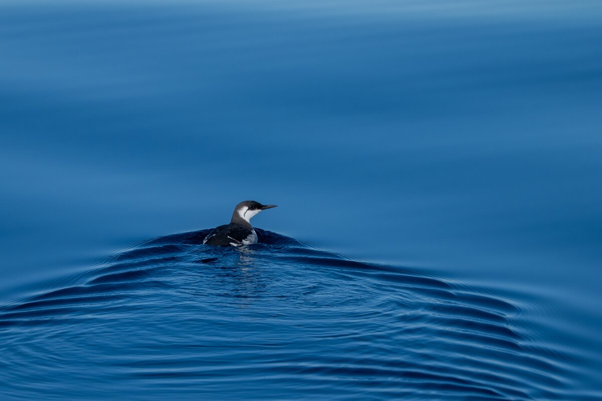 DPPhotography - Iceland - Common guillemot - J.jpg - Common guillemot - Eyjafjörður