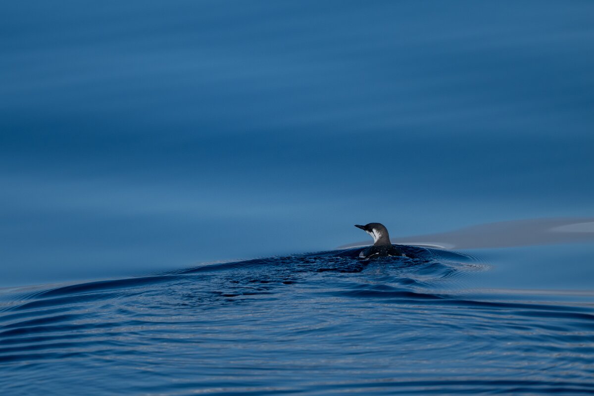 DPPhotography - Iceland - Common guillemot - K.jpg - Common guillemot - Eyjafjörður
