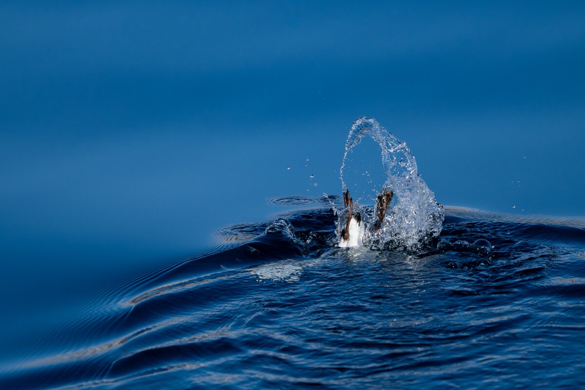 DPPhotography - Iceland - Common guillemot - L.jpg - Common guillemot, diving - Eyjafjörður