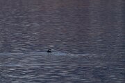 DPPhotography - Iceland - Common guillemot - B