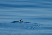 DPPhotography - Iceland - Common guillemot - I