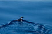 DPPhotography - Iceland - Common guillemot - J