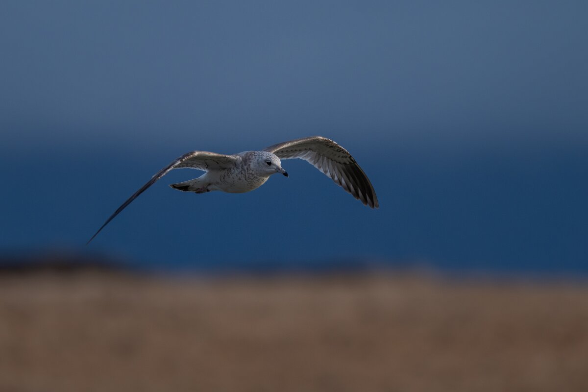 DPPhotography - Iceland - Common gull - A.jpg - Common gull, juvenile - Bakkatjörn