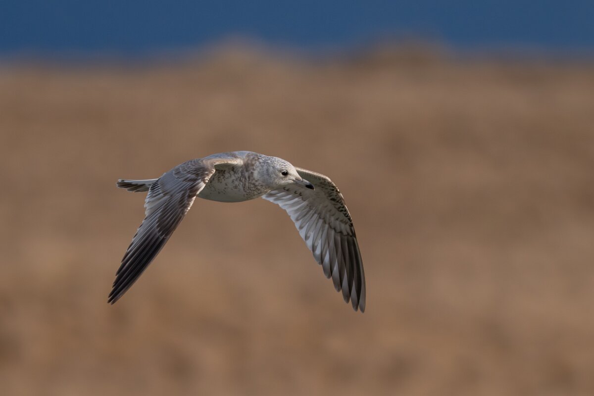 DPPhotography - Iceland - Common gull - B.jpg - Common gull, juvenile - Bakkatjörn