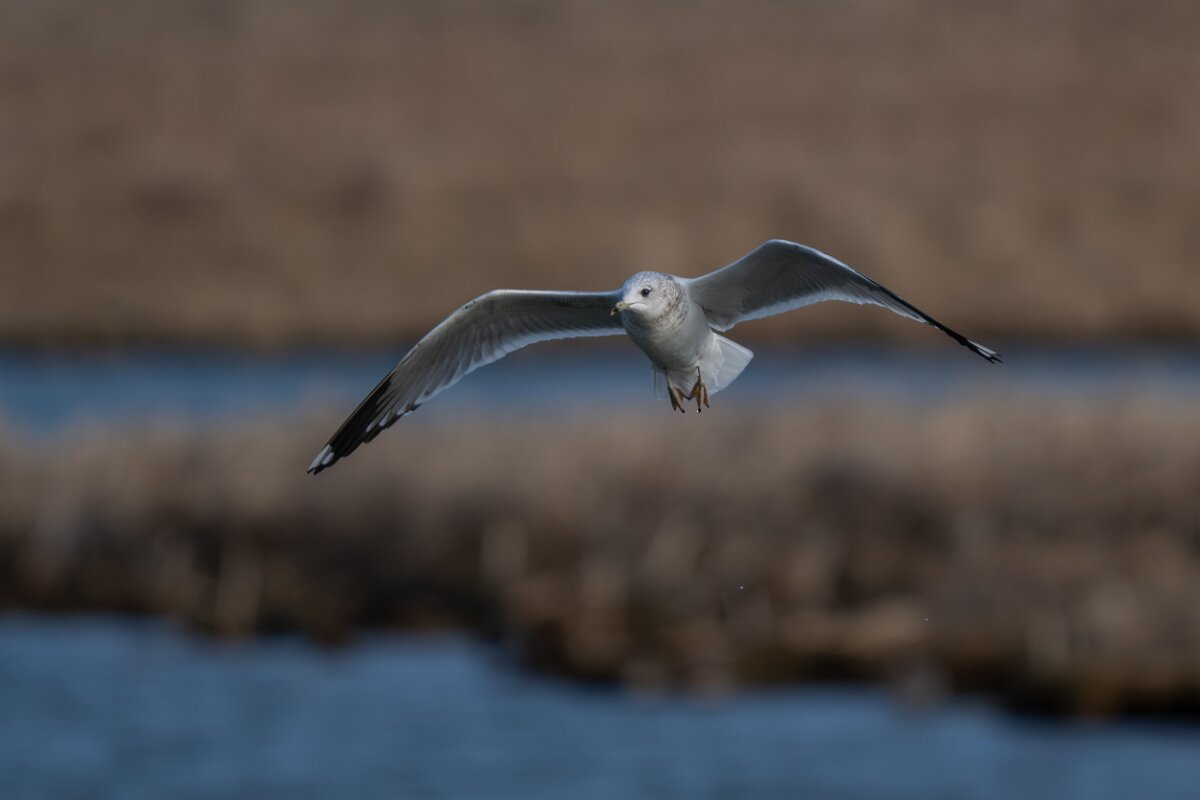 DPPhotography - Iceland - Common gull - C.jpg - Common gull, adult - Bakkatjörn