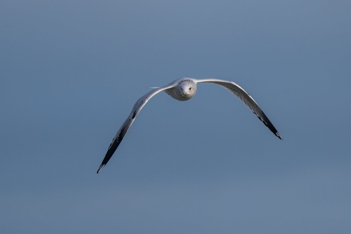 DPPhotography - Iceland - Common gull - E.jpg - Common gull, adult - Bakkatjörn