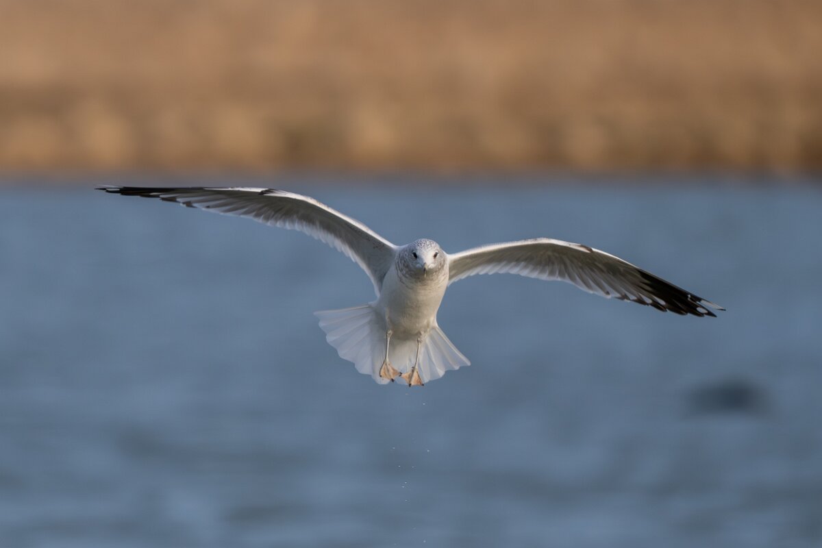 DPPhotography - Iceland - Common gull - G.jpg - Common gull, adult - Bakkatjörn