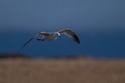 DPPhotography - Iceland - Common gull - A
