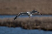 DPPhotography - Iceland - Common gull - C