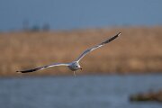 DPPhotography - Iceland - Common gull - F