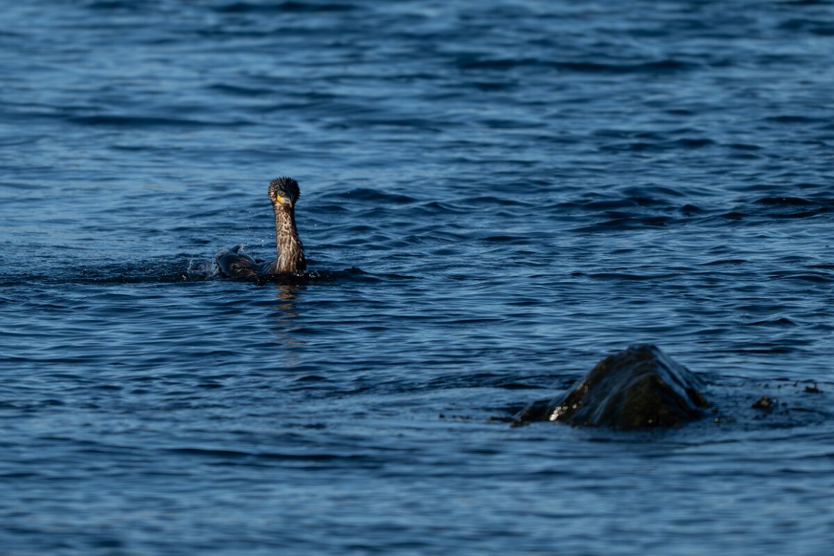 DPPhotography - Iceland - European shag - C.jpg - European shag - Húsavík harbour
