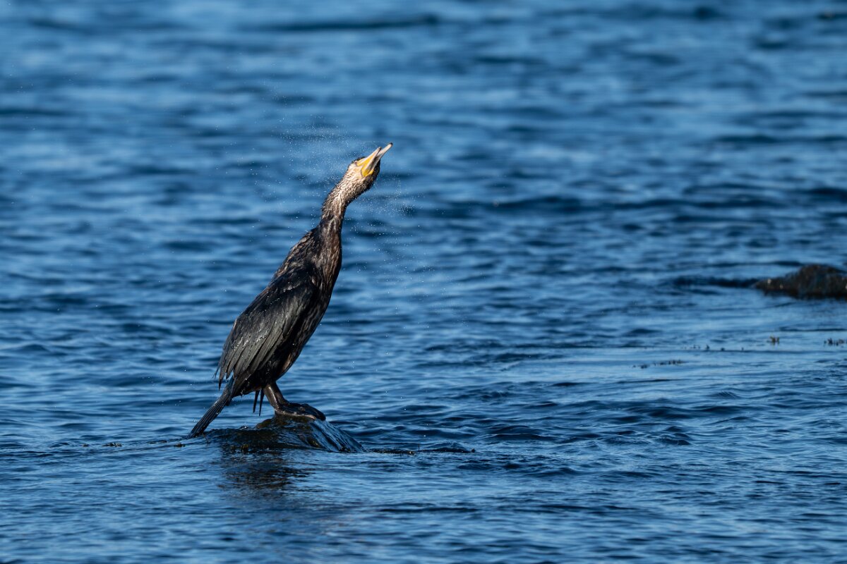 DPPhotography - Iceland - European shag - D.jpg - European shag - Húsavík harbour